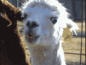 staring_llama.gif