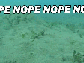 nope_octopus.gif