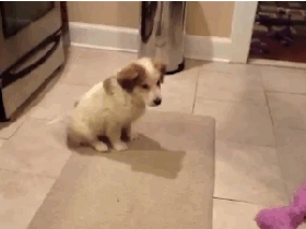 puppytoss_fail.gif